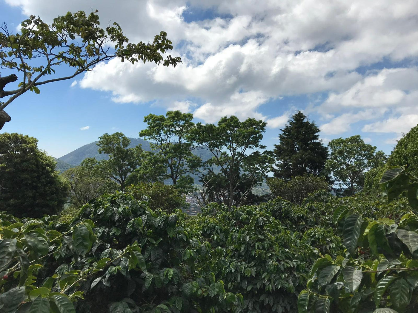 El Salvador santa leticia coffee farm