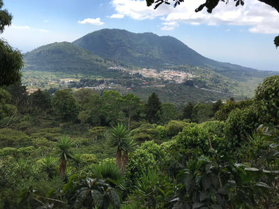 El Salvador speciality coffee farm
