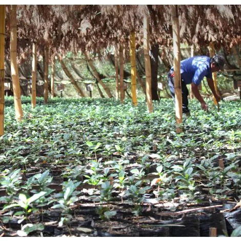 El Salvador: Las Mercedes - Pacamara Honey - 100% Arabica
