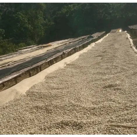 Ethiopia washed arabica coffee farm