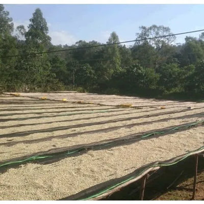 Ethiopia Yirgacheffe coffee farm
