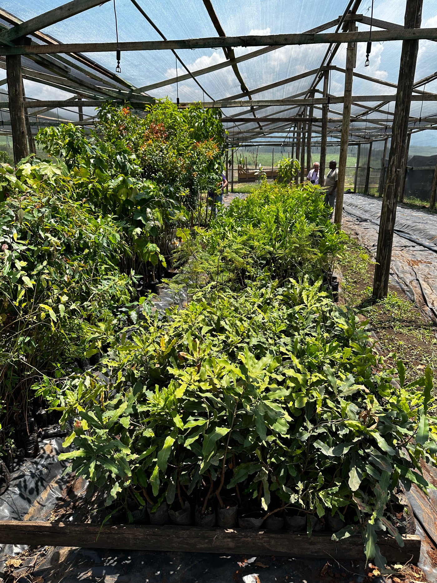 kenyan arabica coffee plant