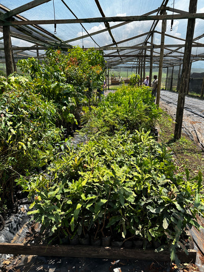 kenyan arabica coffee plant