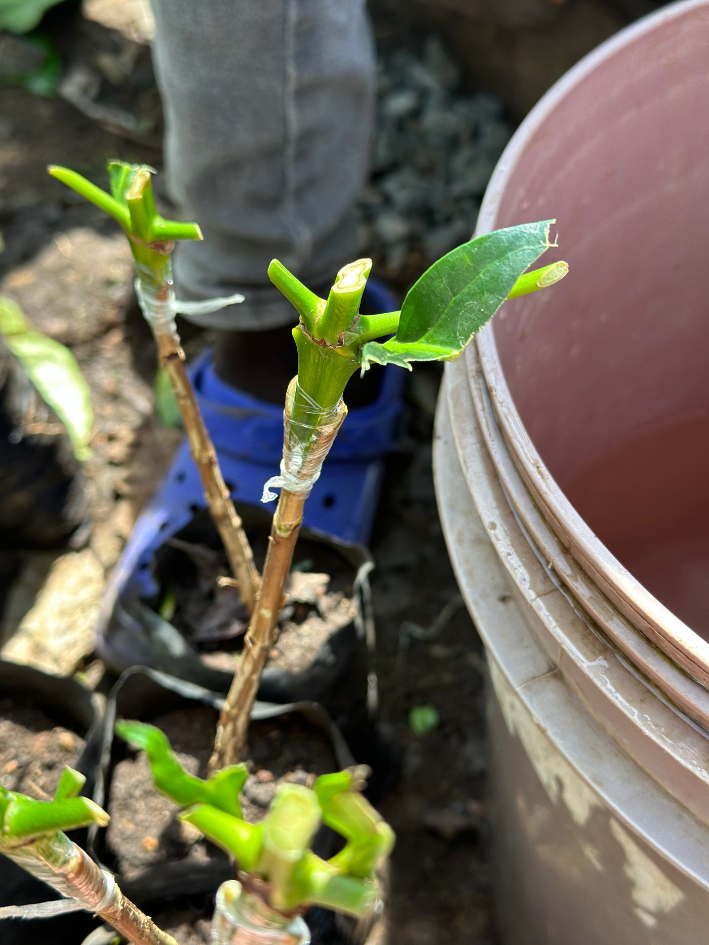 kenya arabica coffee