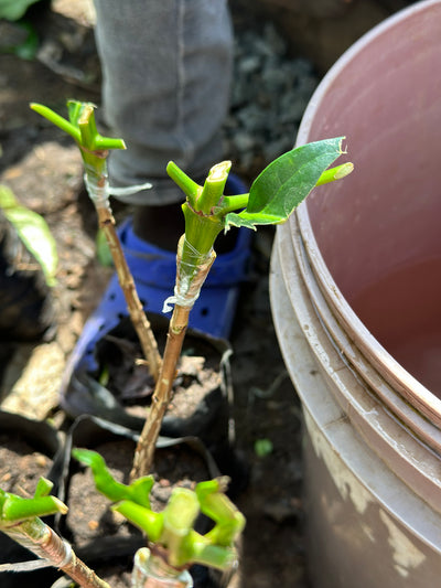 kenya arabica coffee