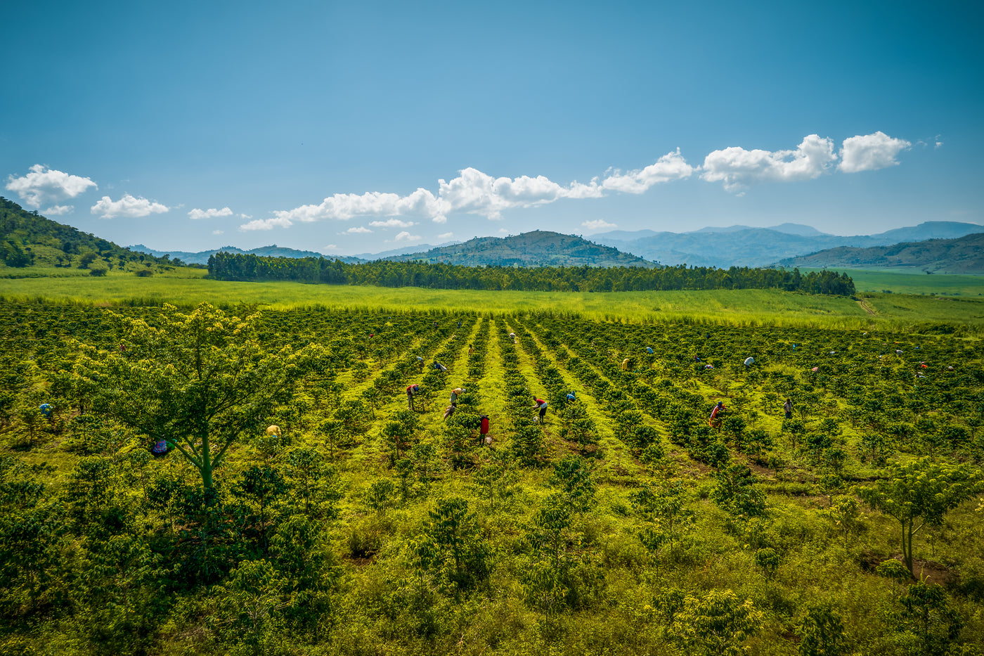 Kenya Speciality Coffee Farm