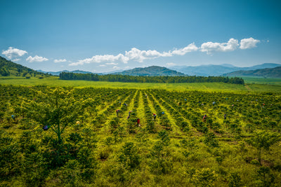 Kenya Speciality Coffee Farm