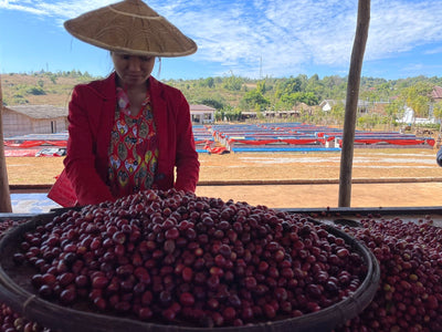 Myanmar speciality arabica coffee cherries