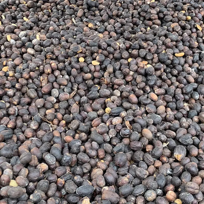 Naturally processed arabica coffee cherries