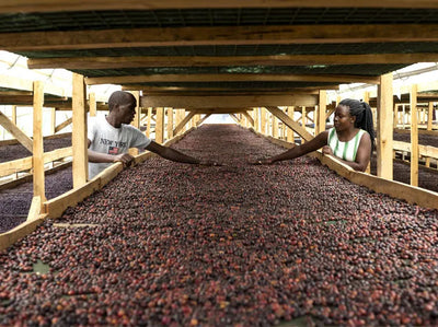 Ugandan naturally processed coffee