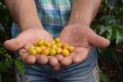 Peru Speciality Arabica Coffee