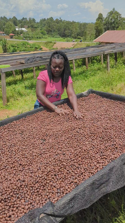Kenya Speciality Coffee Farmer