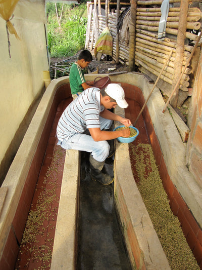Washed Colombian coffee processing