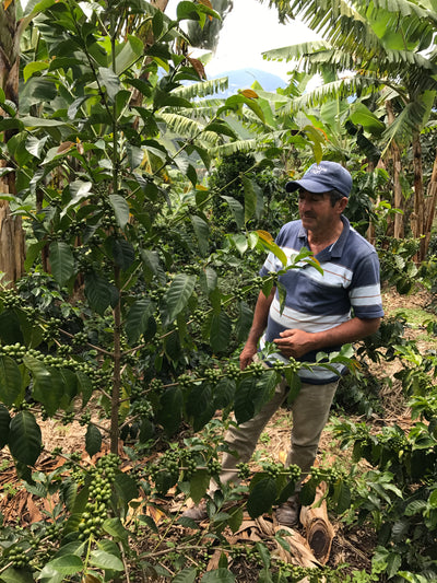 San Sebastian washed colombian coffee farmer