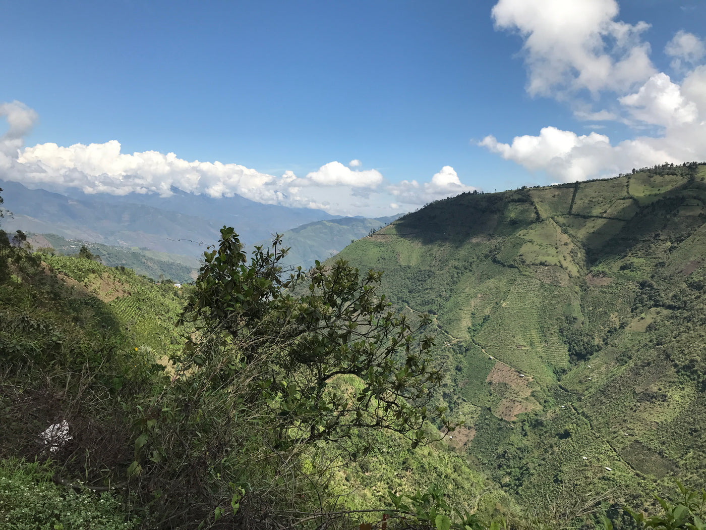 San Sebastian speciality coffee farm Colombia