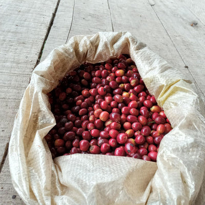 speciality arabica Colombian coffee cherries