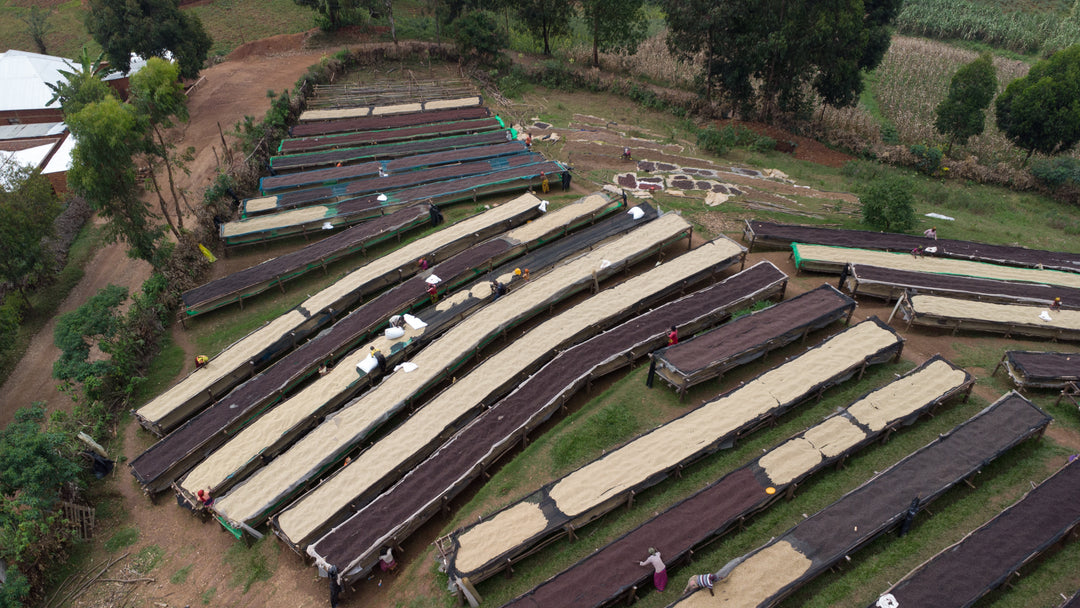 washed arabica burundi coffee