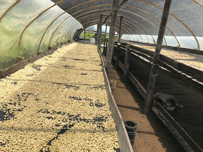 Washed arabica speciality Colombian coffee