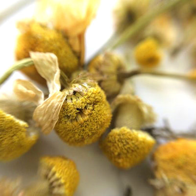 Camomile Flowers Herbal Tea
