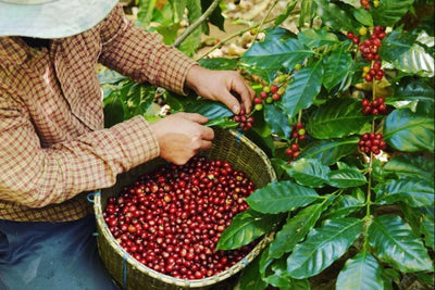 Harvesting of arabica coffee cherries