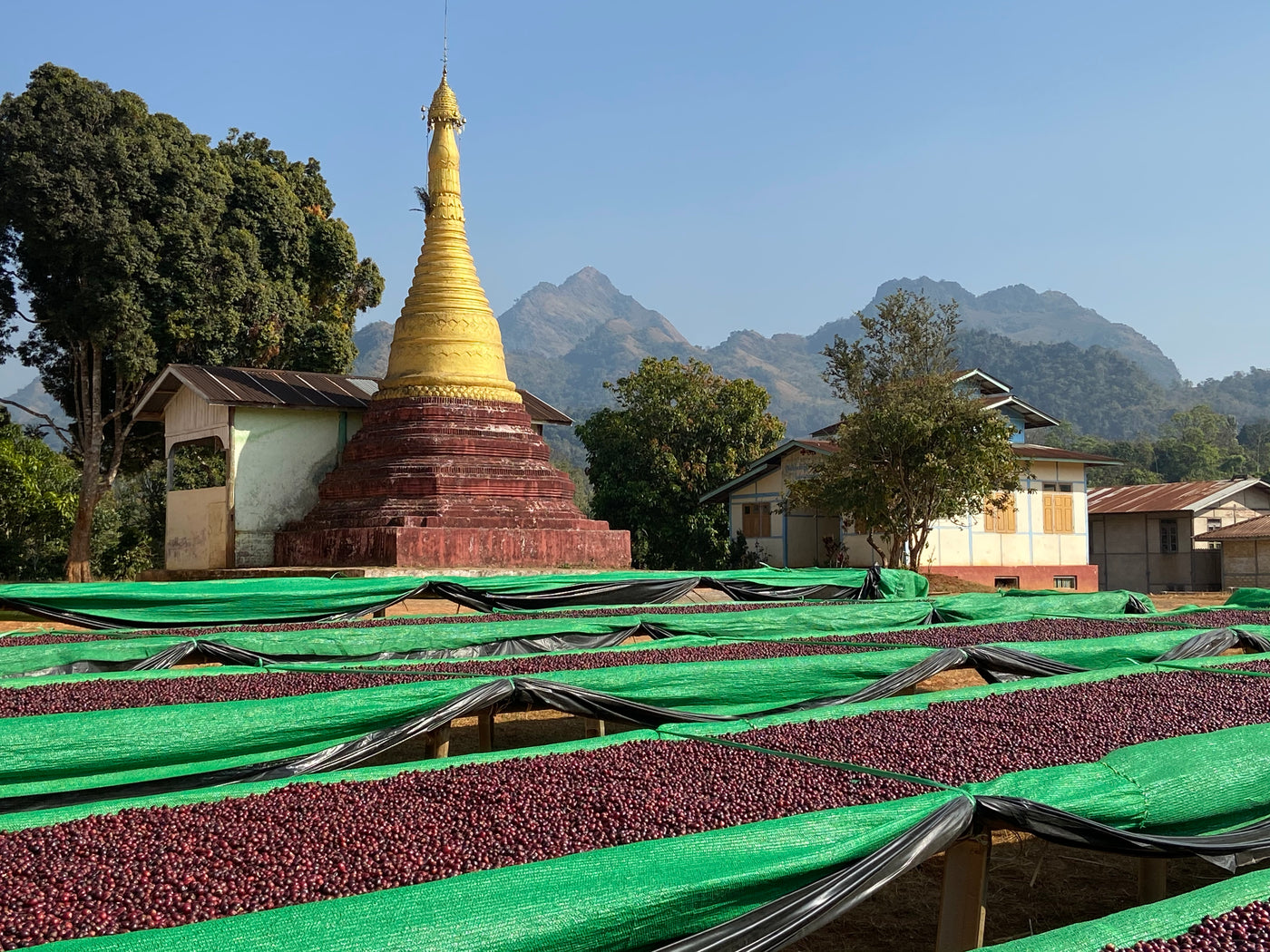 A Lel Chaung coffee farm in Myanmar