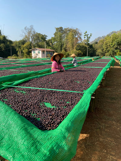 Naturally processing coffee in myanmar