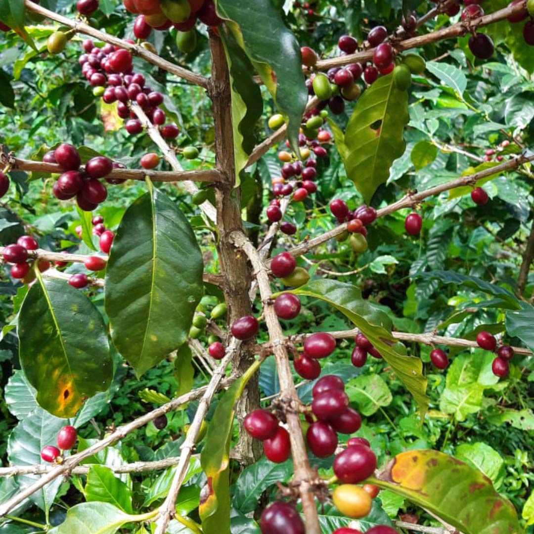 Guatemala: Los Ancestros Coffee - Single Origin - 100% Arabica