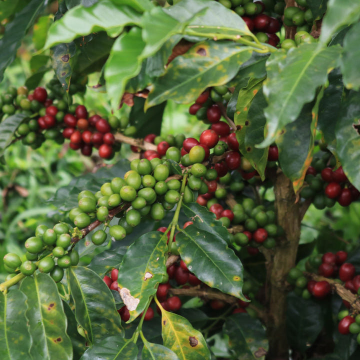 Decaf Colombia: La Serrania Coffee - Great Taste 2 Stars