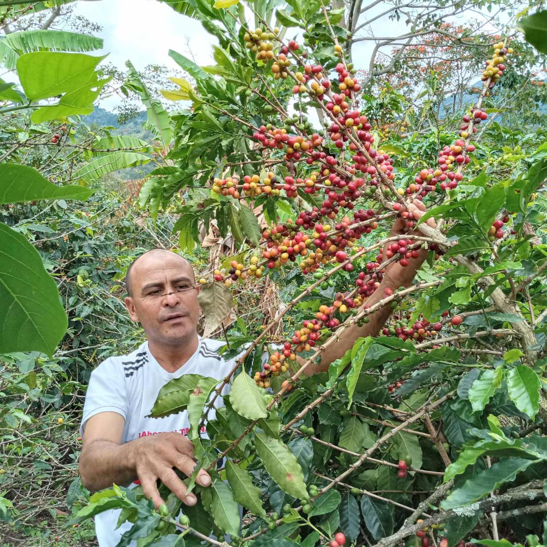 Decaf Colombia: La Serrania Coffee - Great Taste 2 Stars