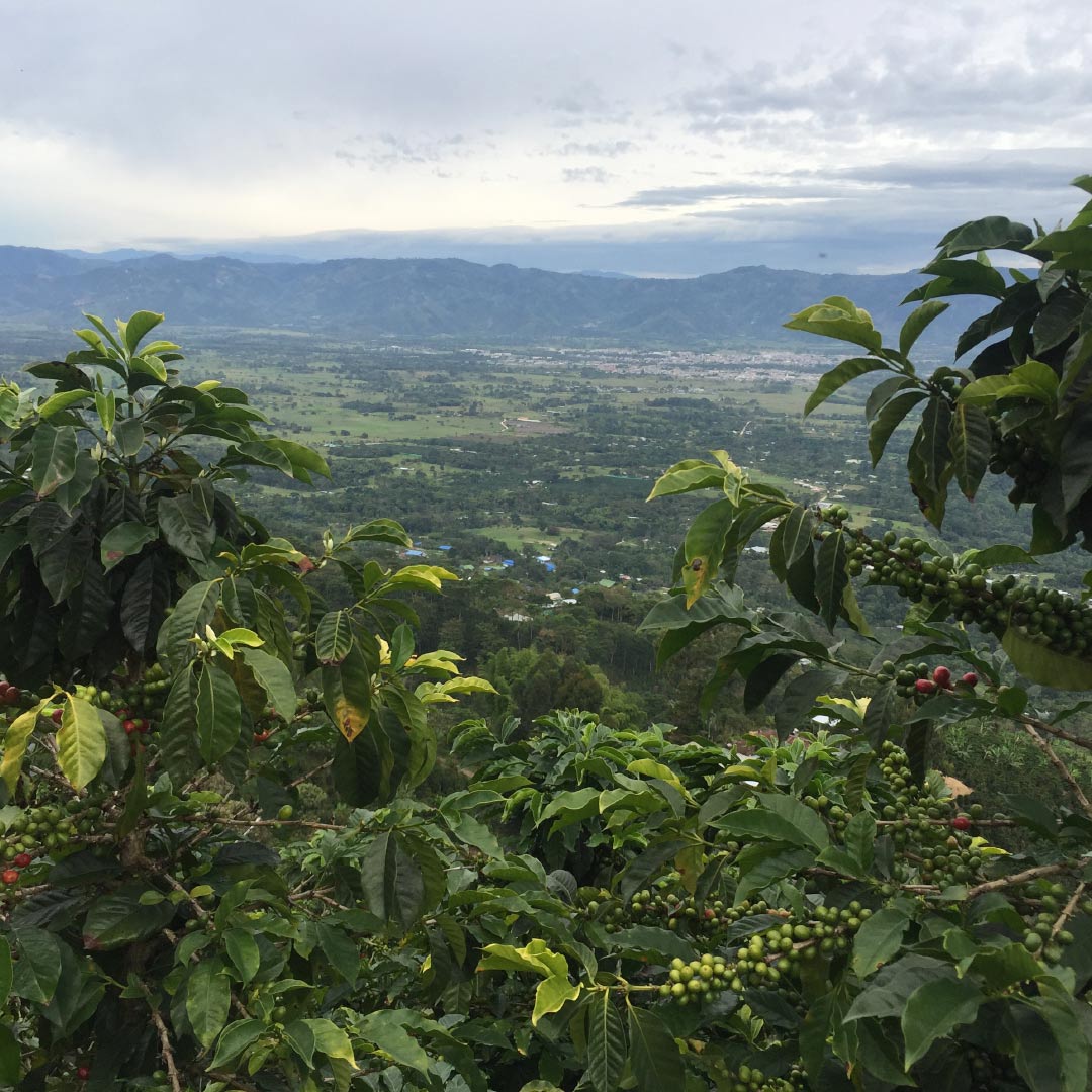 Decaf Colombia: La Serrania Coffee - Great Taste 2 Stars