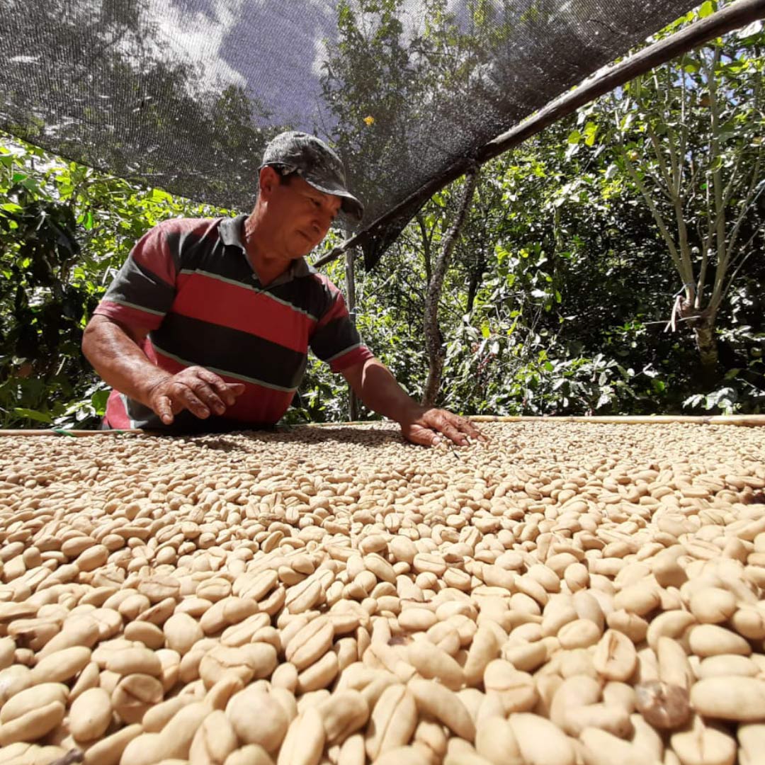 Ecuador washed arabica coffee