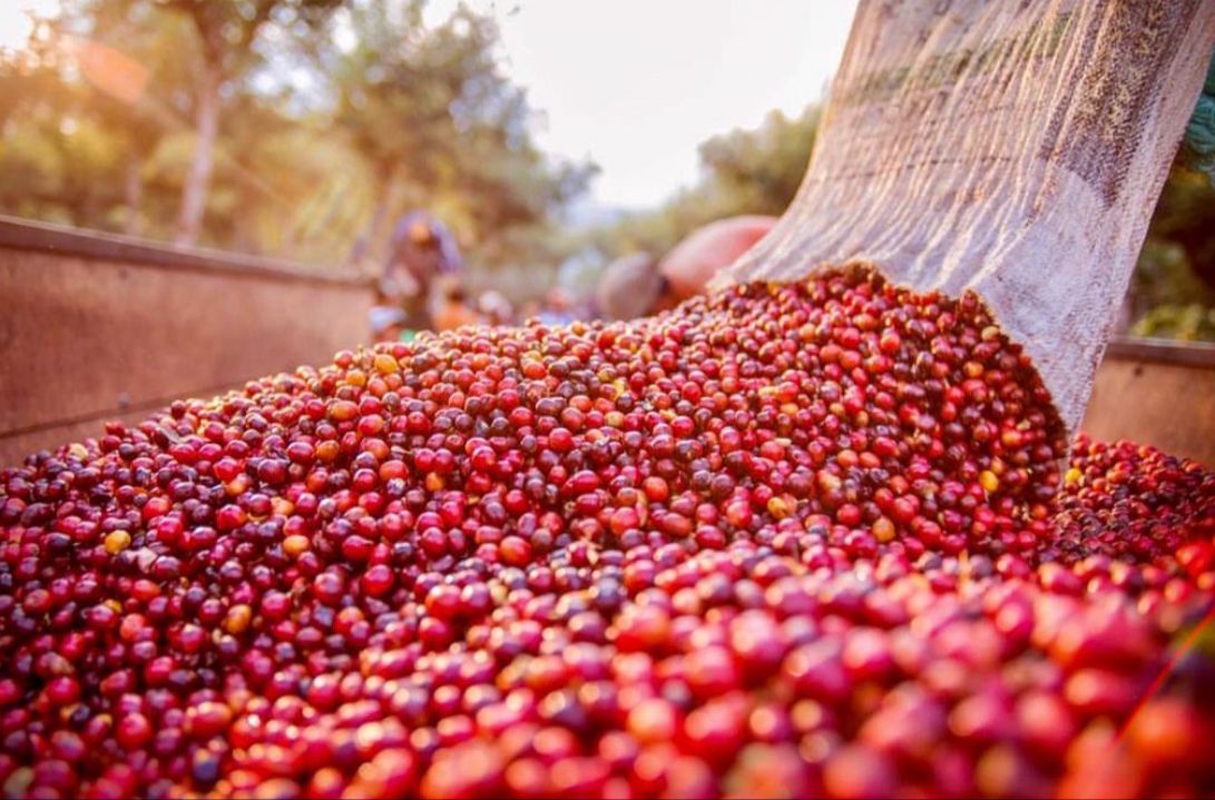 Arabica coffee cherries