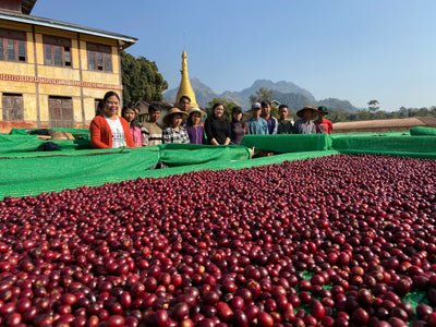 Red Catuai Coffee in Myanmar