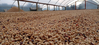 Green coffee beans being processed